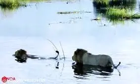 حمله کروکودیل به شیر نر آفریقایی در حیات وحش