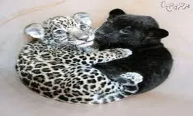 بچه حیوانات بامزه و دوست داشتنی