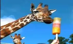 گلچین خنده دارترین ویدیوهای حیوانات بامزه و دوست داشتنی