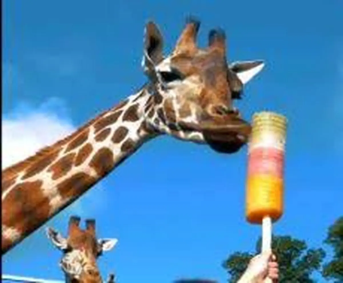 گلچین خنده دارترین ویدیوهای حیوانات بامزه و دوست داشتنی