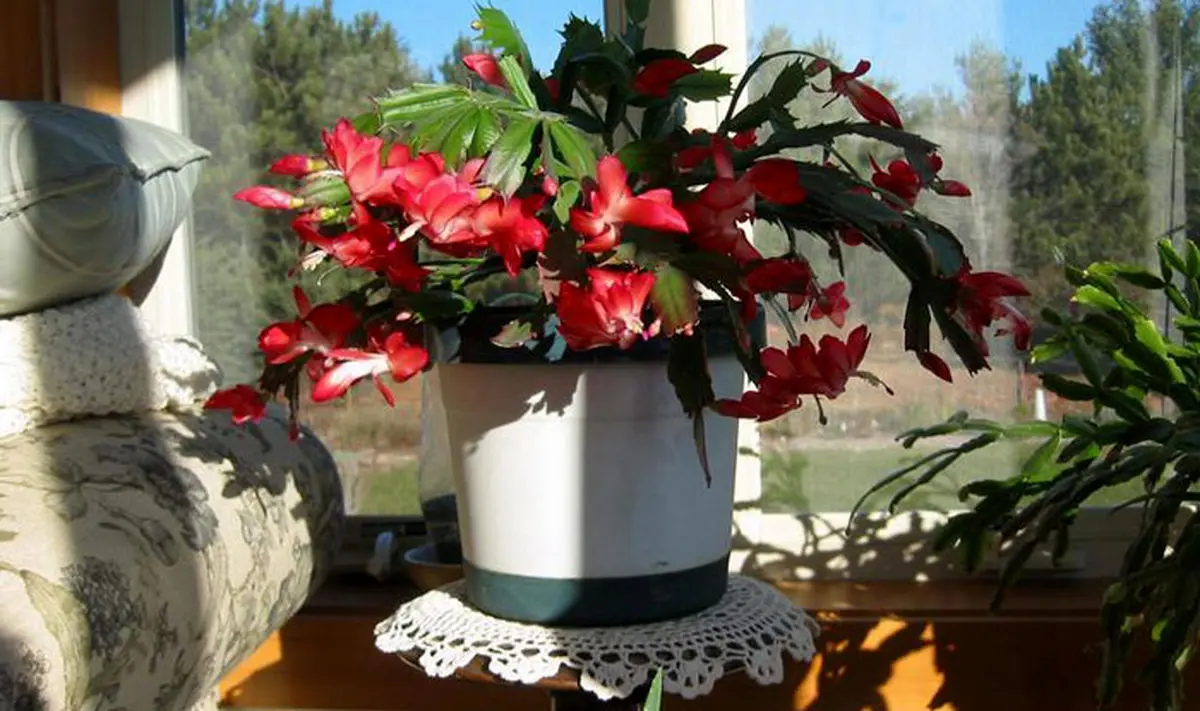 کاکتوس کریسمس با گل‌ های زیبا