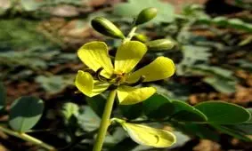 خواص برگ سنا چیست؟ (همه چیز درباره خواص و عوارض برگ سنا)