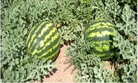 کشت محصولات جالیزی در 3 منطقه گچساران ممنوع شد