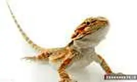 احیای قلبی ریوی مارمولک + فیلم