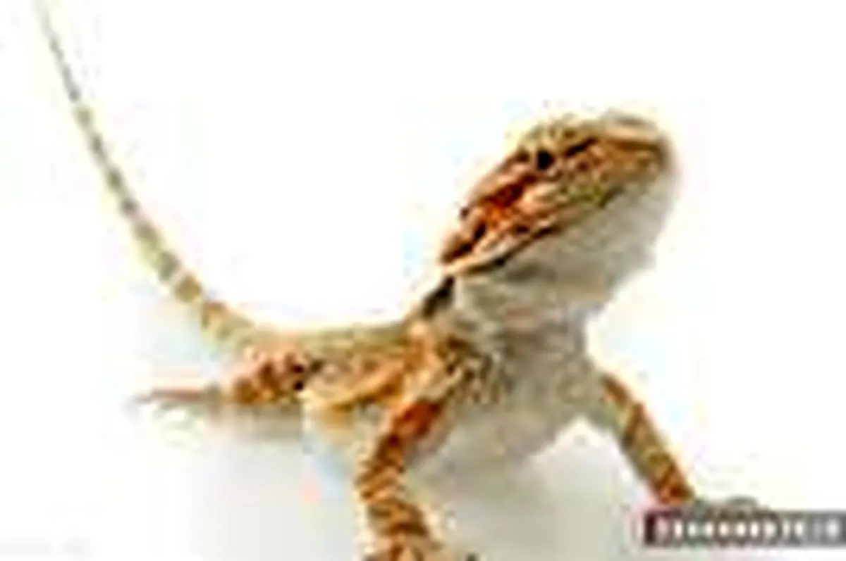 احیای قلبی ریوی مارمولک + فیلم