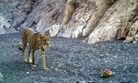 شب یلدای یوزپلنگ ایرانی+عکس