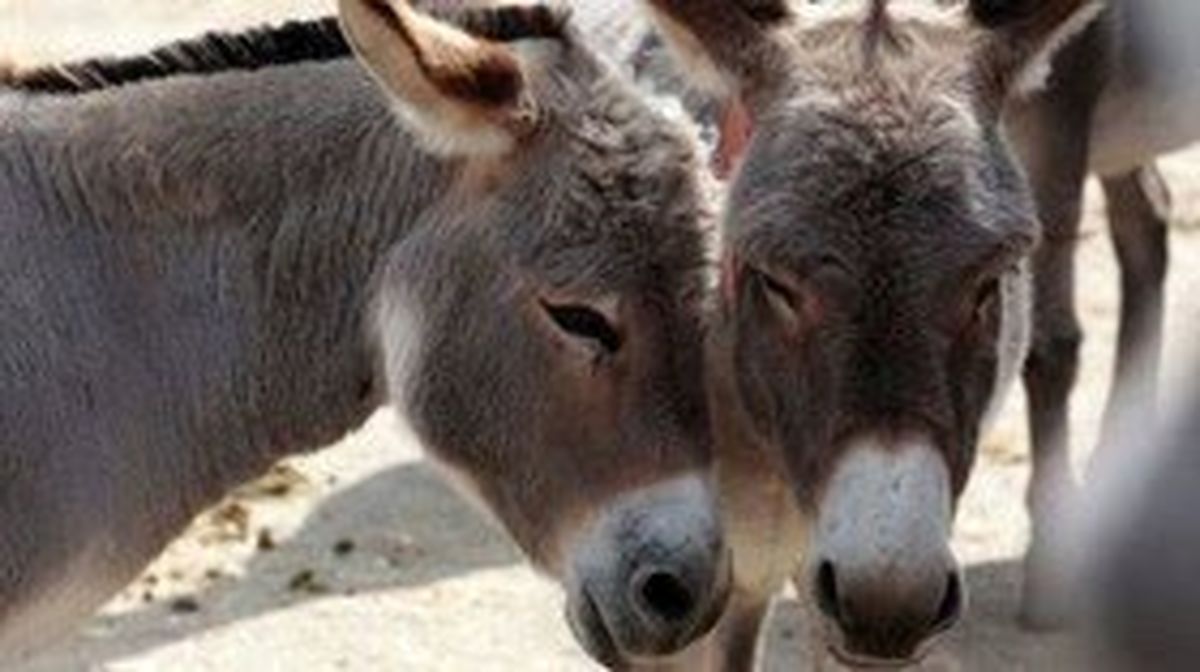 در خصوص یک فیلم فضای مجازی؛محل ذبح الاغها هنوز معلوم نیست