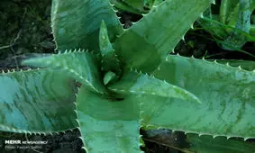 مزرعه پرورش آلوئه ورا+تصاویر