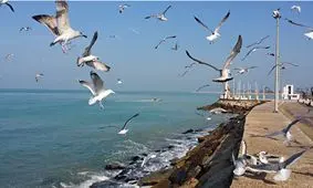 خلیج فارس امروز آرام است؛ بارش پراکنده از جمعه