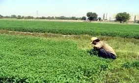 کشت سبزی و محصولات جالیزی با آب رودخانه کمبل ممنوع است