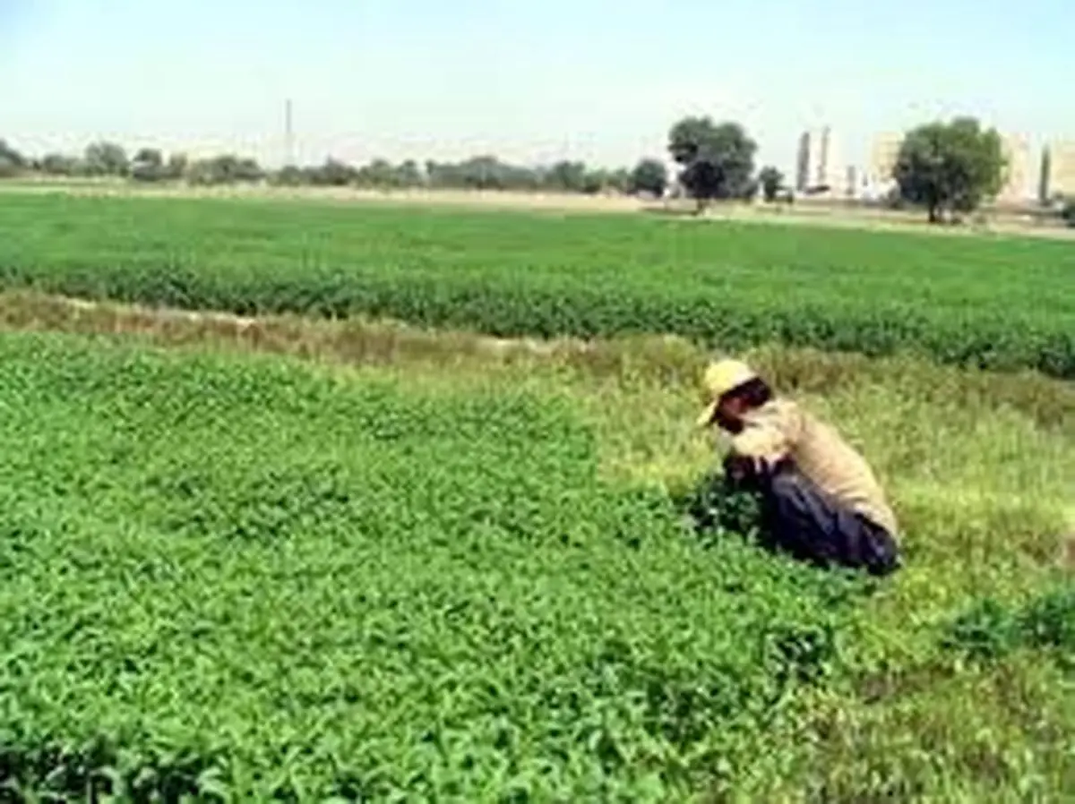 کشت سبزی و محصولات جالیزی با آب رودخانه کمبل ممنوع است