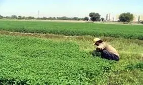 کشت سبزی و محصولات جالیزی با آب رودخانه کمبل ممنوع است