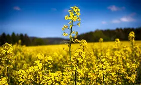 پیش بینی برداشت بیش از ۲ هزار تن کلزا در هرمزگان