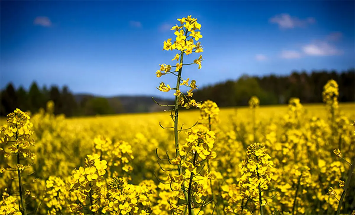پیش بینی برداشت بیش از ۲ هزار تن کلزا در هرمزگان