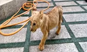 یک قلاده توله شیر وحشی در تهران کشف و ضبط شد