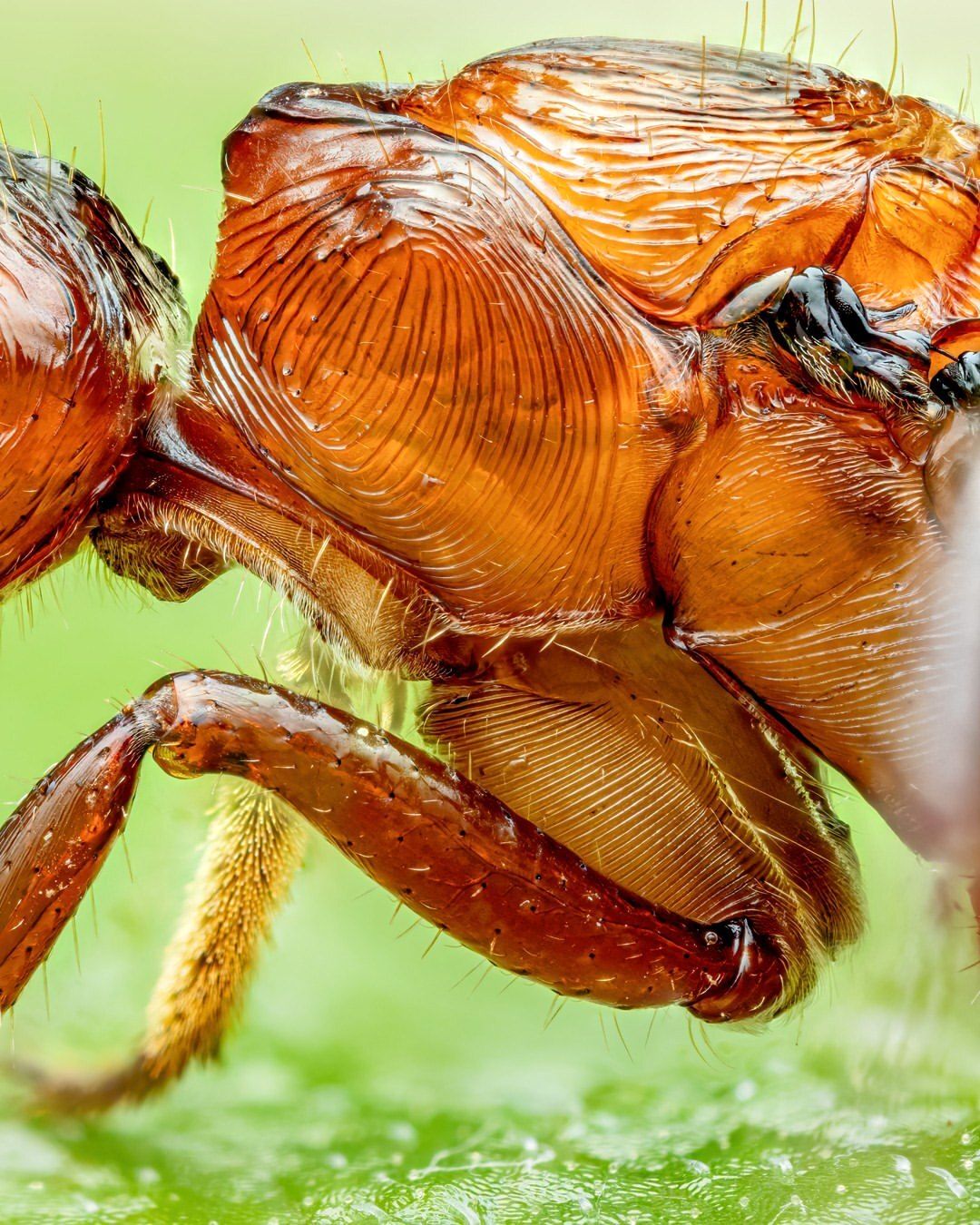 مورچه‌های غول‌پیکر با آرواره‌های قدرتمند (عکس)