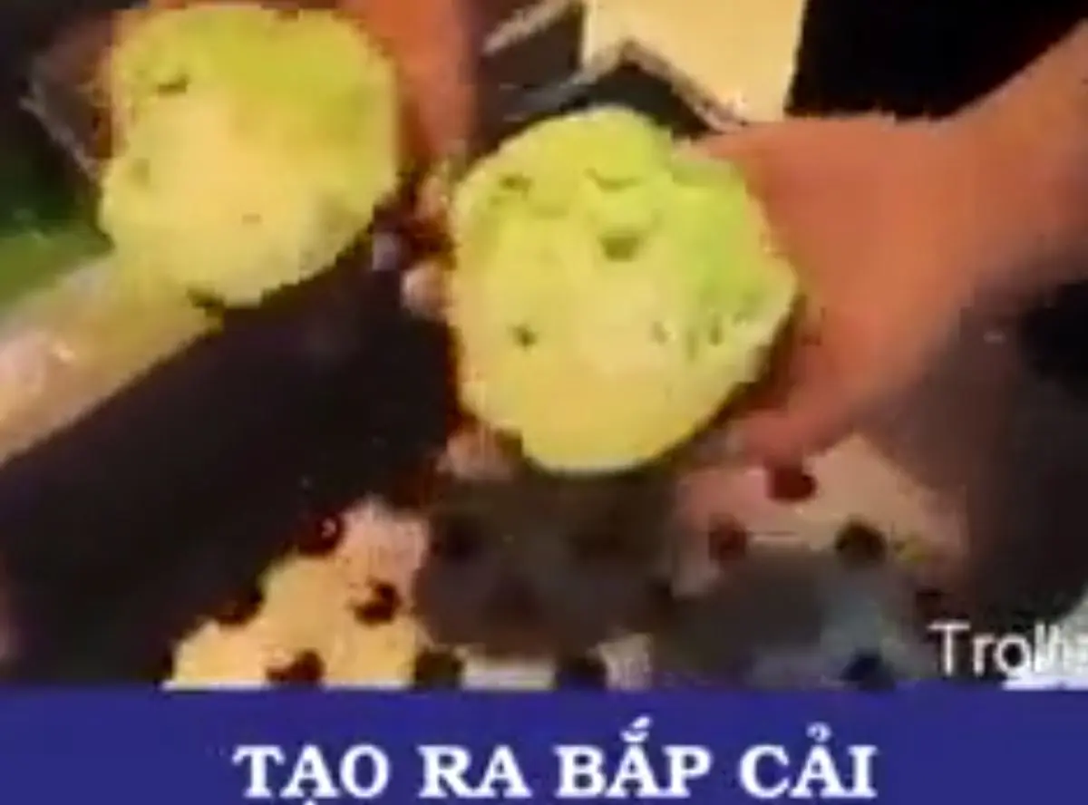 کلم پیچ تقلبی