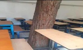 درختی که هم‌پای دانش‌آموزان درس می‌خواند +تصاویر