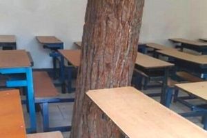 درختی که هم‌پای دانش‌آموزان درس می‌خواند +تصاویر