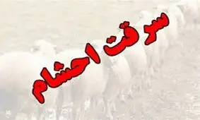 دستگیری سارق احشام با 14 راس دام سرقتی