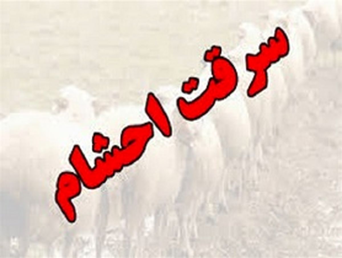دستگیری سارق احشام با 14 راس دام سرقتی