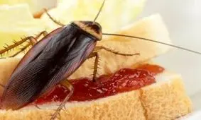 چینی‌ها دست به دامن سوسک‌ها شدند