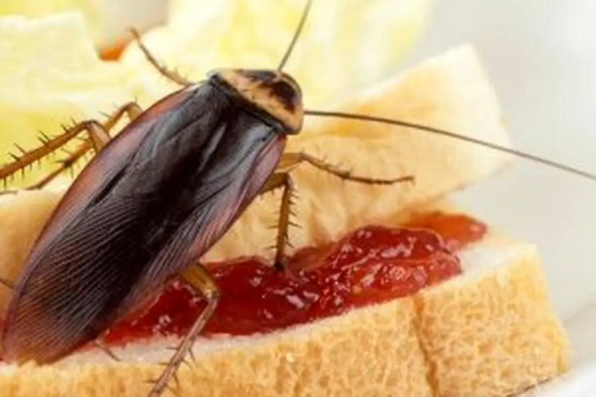 چینی‌ها دست به دامن سوسک‌ها شدند