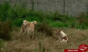 معضل سگ‌های ولگرد در مناطقی از شهر کردکوی + فیلم