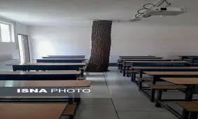 درختی که هم‌پای دانش‌آموزان درس می‌خواند