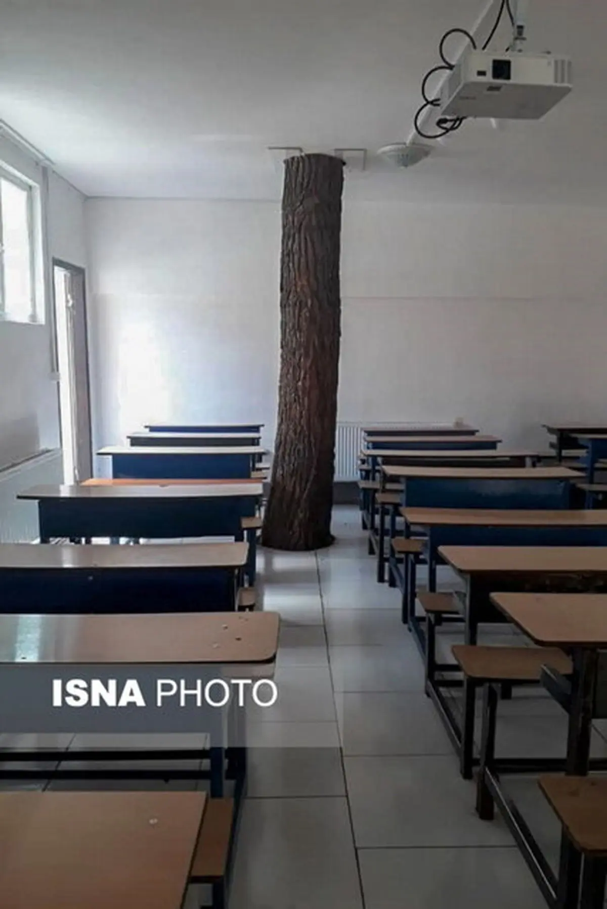 درختی که هم‌پای دانش‌آموزان درس می‌خواند