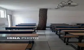 درختی که هم‌پای دانش‌آموزان درس می‌خواند