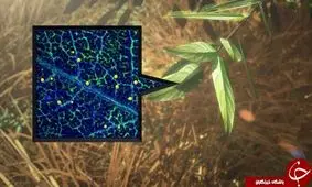 14واقعیت جالب و شنیدنی در مورد طلا که شما را شگفت زده خواهند کرد!+ تصاویر