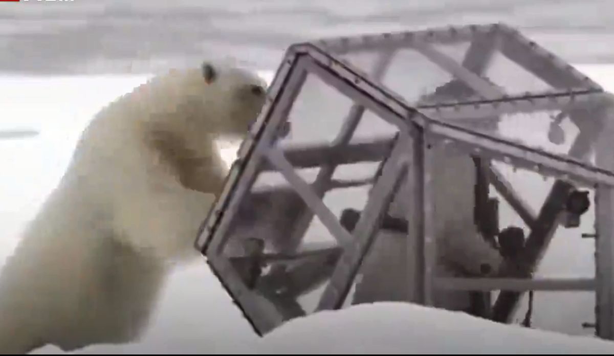 لحظه حمله خرس قطبی به فیلمبردار