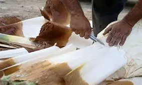 آشنایی با خواص شگفت‌انگیز پنیر نخل