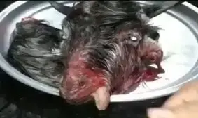 کله پاچه دستی ٢٠٠ هزارتومن باید پول هم بشمارد
