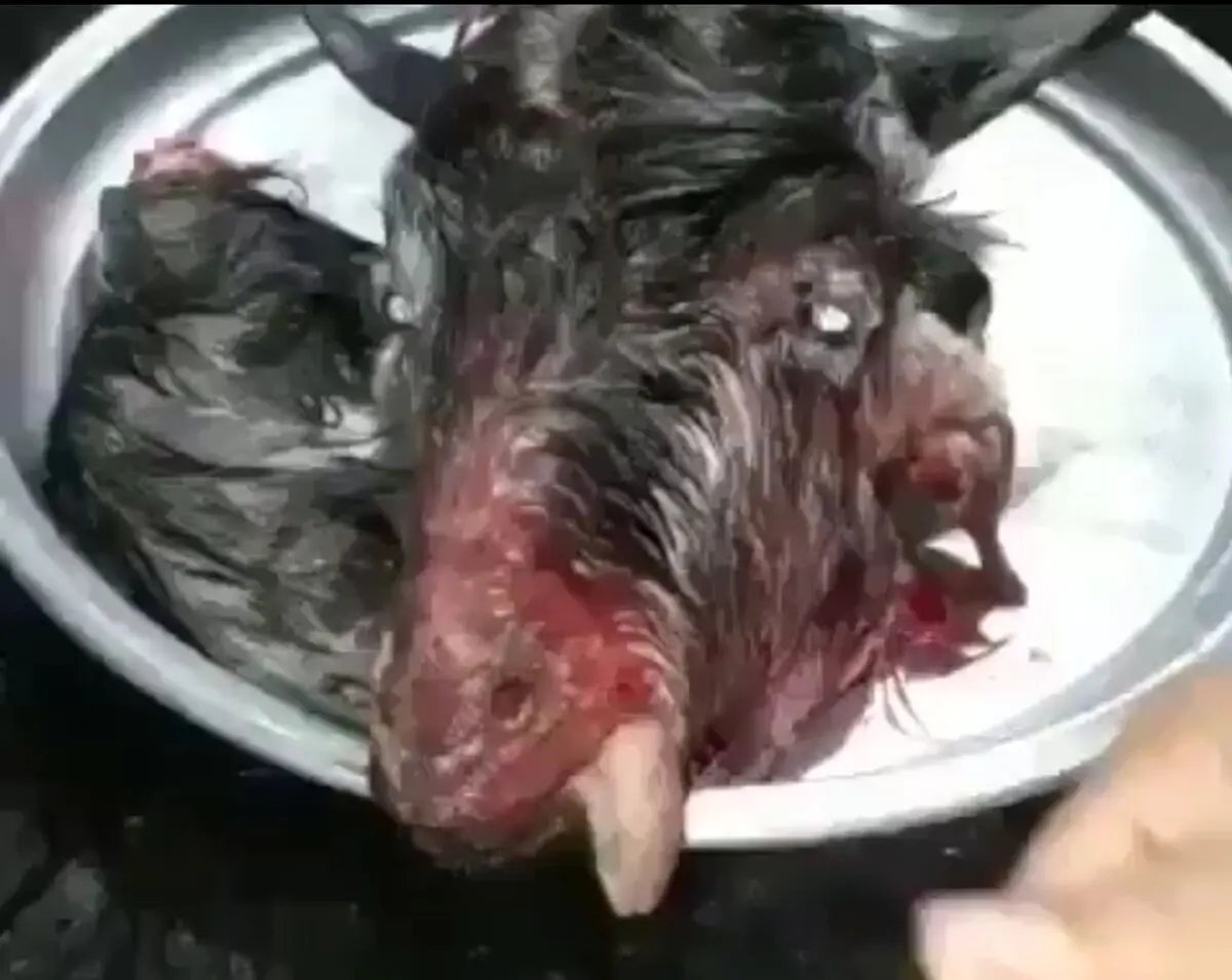 کله پاچه دستی ٢٠٠ هزارتومن باید پول هم بشمارد