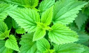 آشنایی با خواص دمنوش گزنه + طرز تهیه دمنوش گزنه