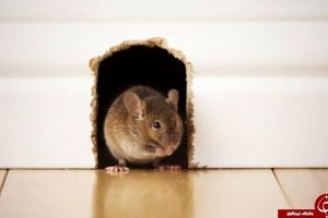 ترفند‌هایی برای دور کردن موش از خانه + راه‌کاری برای مقابله با موش‌های خانه!