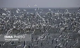 این روزهای تالاب "هورالعظیم"، آبی و سبز و آرام...