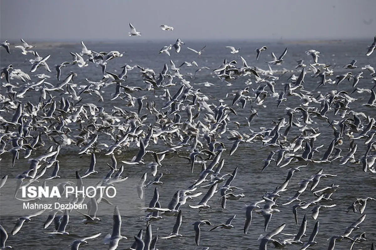 این روزهای تالاب "هورالعظیم"، آبی و سبز و آرام...