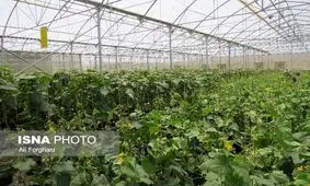 اشتغال 5 هزار نفری در گلخانه‌های فارس