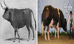 تغییرات جالب و باورنکردنی حیوانات به مرور زمان