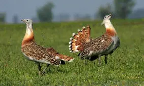 مشاهده میش مرغ در زیستگاه‌های شهرستان بوکان