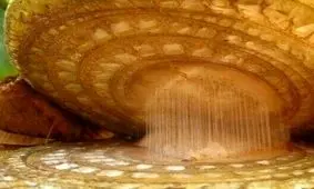 تصویری جالب از موز زیر میکروسکوپ