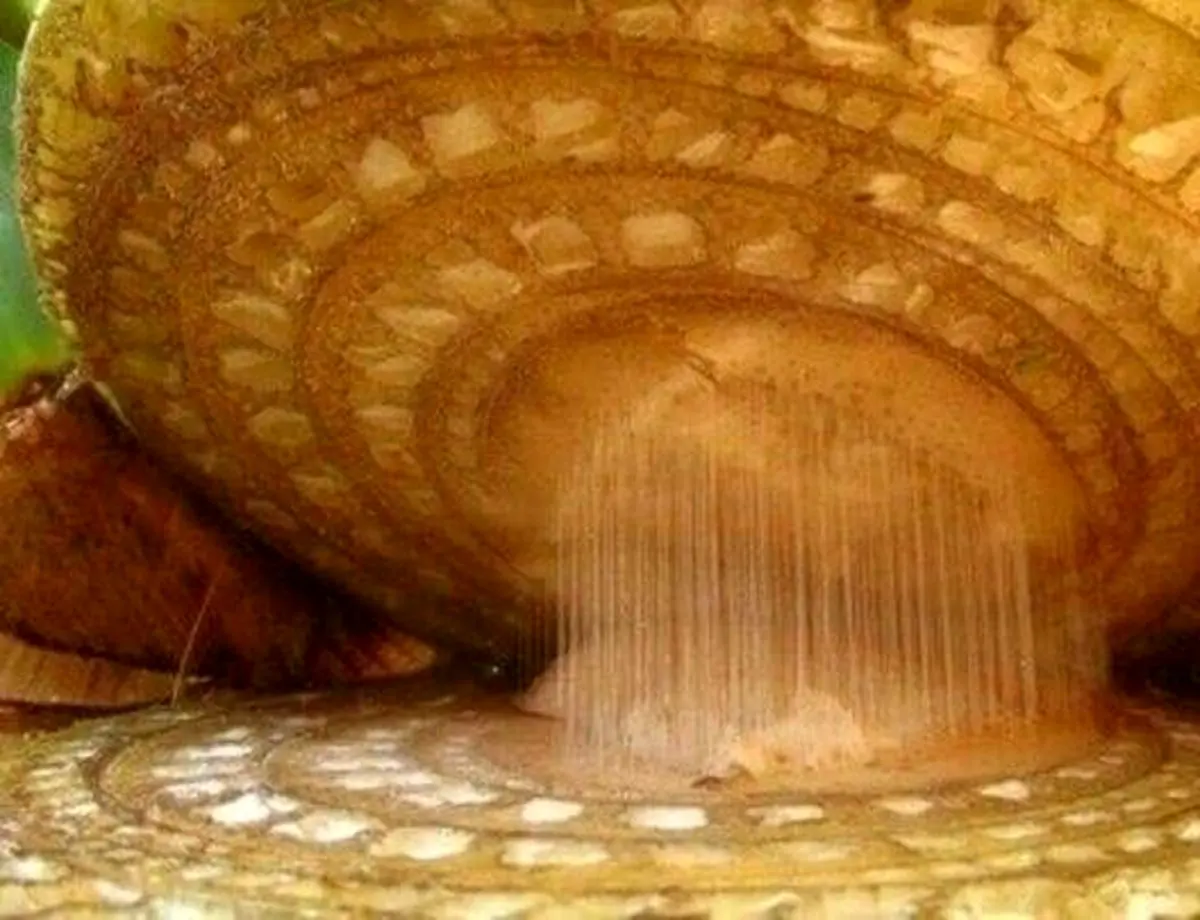 تصویری جالب از موز زیر میکروسکوپ