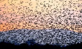 سرشماری پرندگان در سیستان و بلوچستان از کاهش ۴۸ درصدی جمعیت آن‌ها حکایت دارد