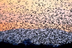 سرشماری پرندگان در سیستان و بلوچستان از کاهش ۴۸ درصدی جمعیت آن‌ها حکایت دارد