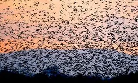 سرشماری پرندگان در سیستان و بلوچستان از کاهش ۴۸ درصدی جمعیت آن‌ها حکایت دارد