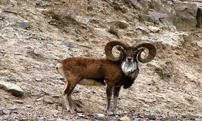 شکارچیان متخلف منطقه شکار ممنوع ژرف در دام قانون افتادند