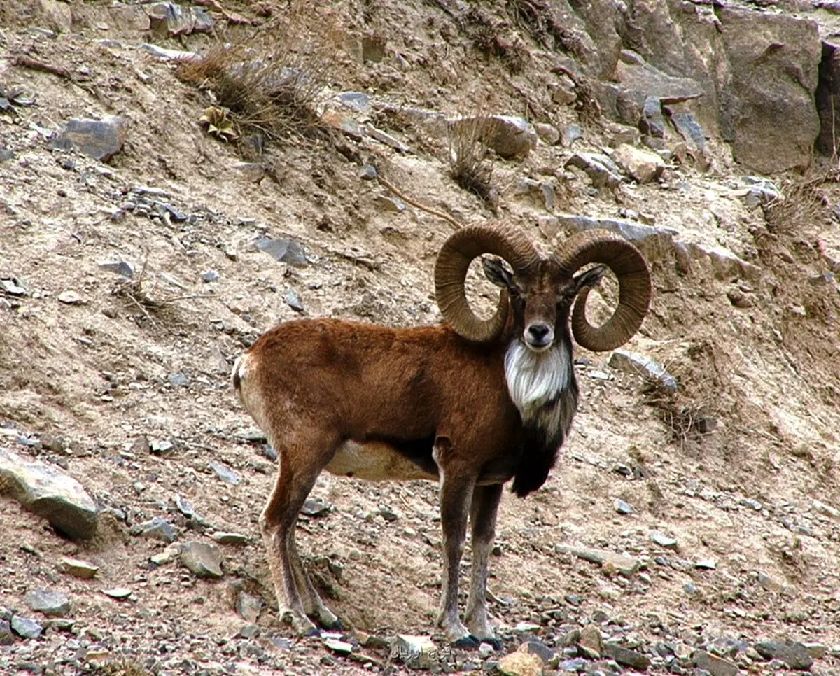 شکارچیان متخلف منطقه شکار ممنوع ژرف در دام قانون افتادند